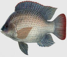 telapia Fish